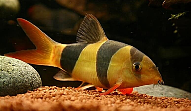 Klovnov akvarijski riba ili botsija makrakanta