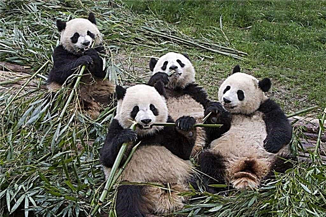 Pandas gedé henteu deui spésiés kaancam