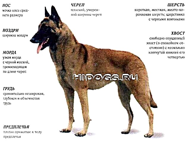 Dog Shepherd Dog Malinois përmban standarde