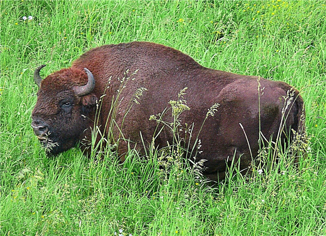 Ang ikaduhang bison nakit-an nga naputol sa usa ka reserba sa Espanya