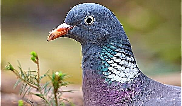 Wild Forest Pigeon Wahir: habitatte en lewenstyl
