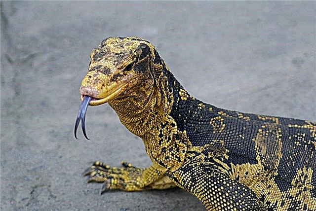Varan of Cuming - lizard mottled