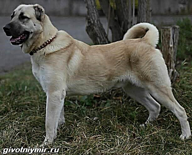 გამბერი - სომეხი მგლისფერი ძაღლი