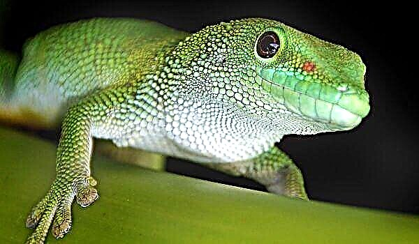 De tutela et cura est de basic praecepta geckos in terrarium