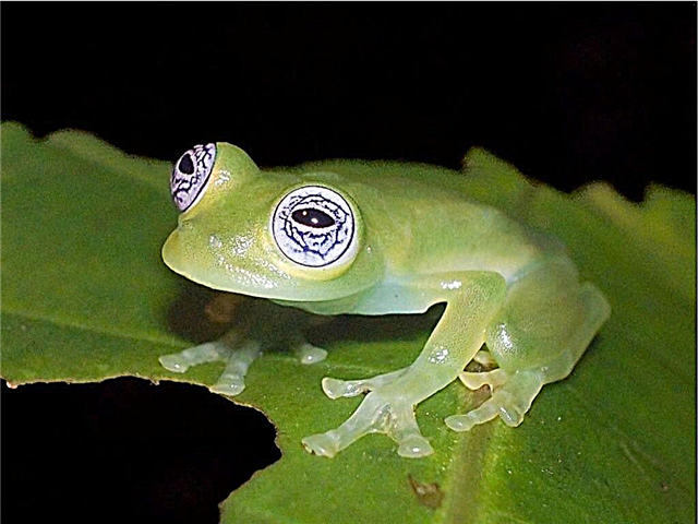 Staklena žaba. Život i stanište staklene žabe