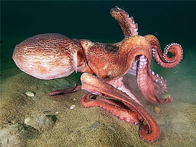 Ang labing misteryosong mga pumoluyo sa kadagatan: higanteng mga octopus