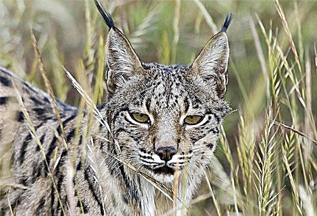 Iberian Lynx: 45 fotoşəkil, təsvir, növlərin qorunması