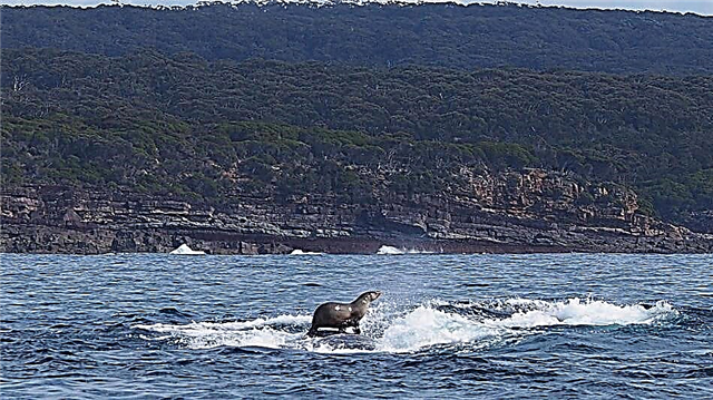 ဝေလငါး၏နောက်ဘက်ရှိသားမွေးတံဆိပ်ကိုသြစတြေးလျကမ်းခြေတွင်တွေ့ရသည်