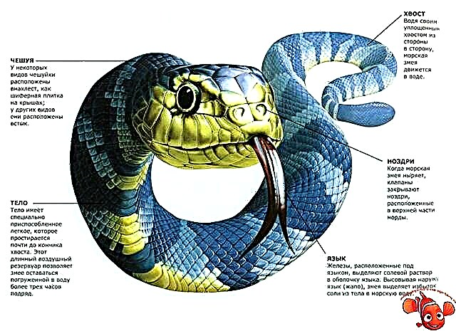 Какое тело у змей. Внешнее строение змей. Полоз строение. Наружное строение змеи. Строение тела змеи.