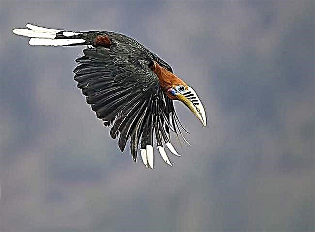 Hornbills - Балба, Сулавески Калао