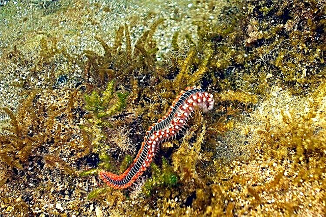 Nereida, sea worm: paghulagway
