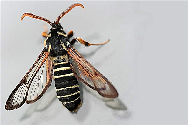 Mga balde ng salamin - isang butterfly sa imahe ng isang wasp