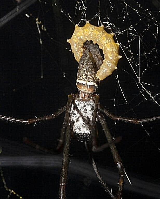Васпалар паукаларды стероидты гормонның көмегімен «зомбиге» айналдырады