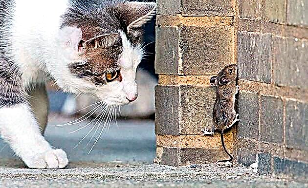 Mačka jede miševe: šta učiniti?