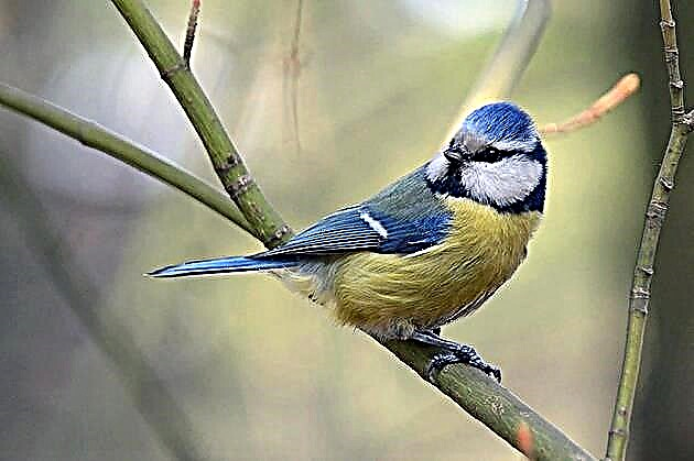 Полезная птица, или Почему синичку назвали синичкой? Птица большак – другое название большой синицы