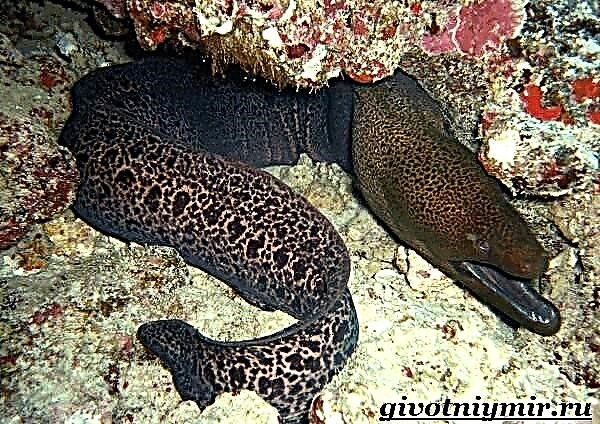 Moray eel fish: paglalarawan