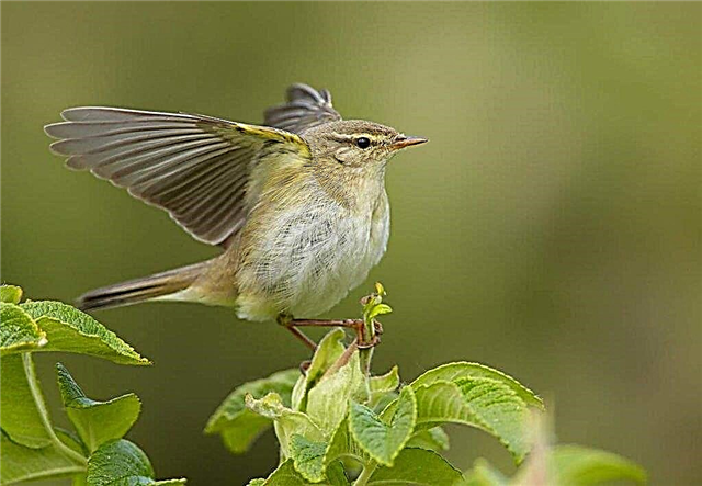 Wadding-bird - vocal bird
