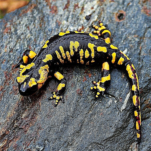 Salamanders (Salamandra)