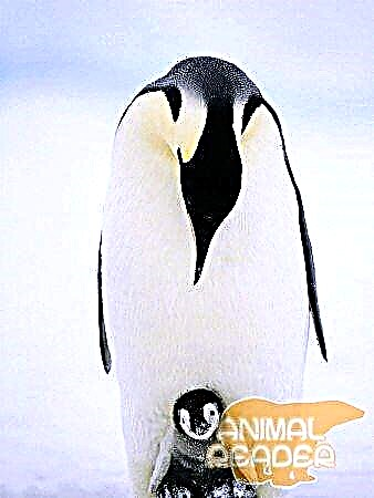 Оңтүстік полюс және император пингвиндері