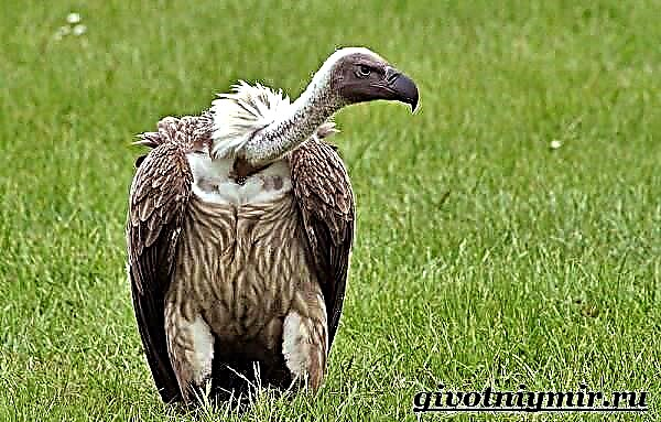 Vulture Iswed - għasfur ta 'titjir solidu