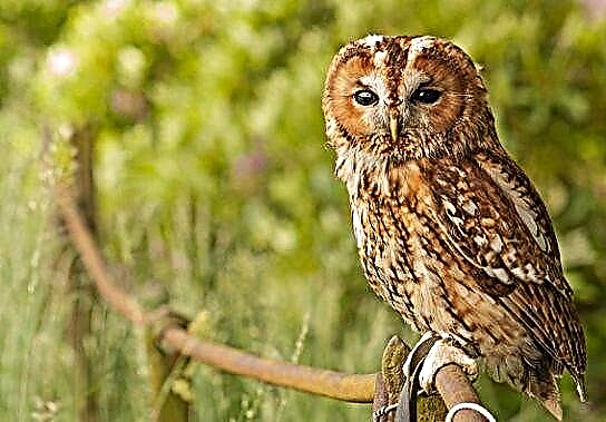 Owls - տեսակներ և անուններ