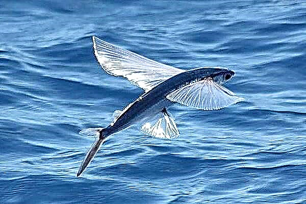 Peshk fluturues, peshk aviator detar