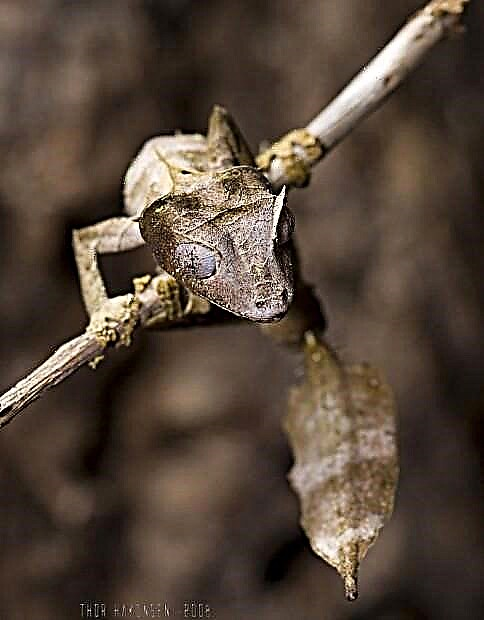 Dab Ntxwg Nyoog gecko - creepy reptile