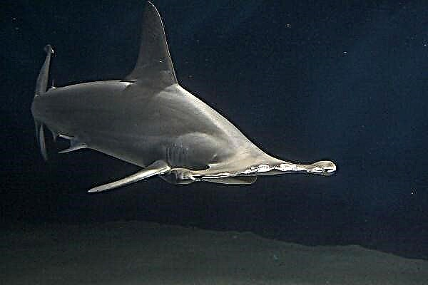 Hammerhead Балық немесе Hammerhead Shark