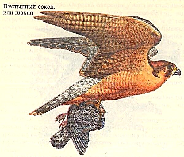 Шахин, немесе қызыл шұбар перегрин, шұңқыр Falco pelegrinoides
