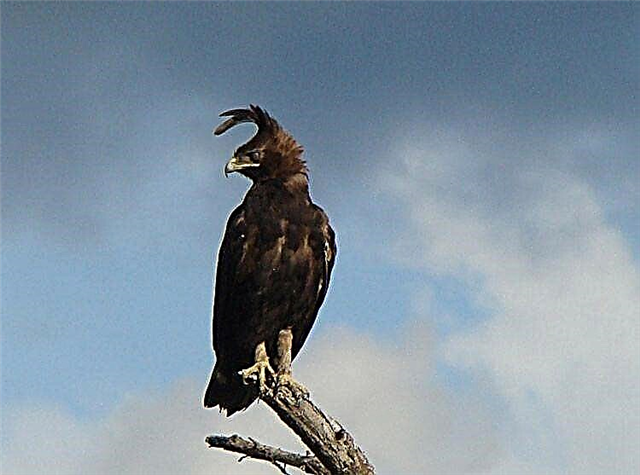 Águilas: especie, descrición, datos interesantes sobre poderosos depredadores de plumas