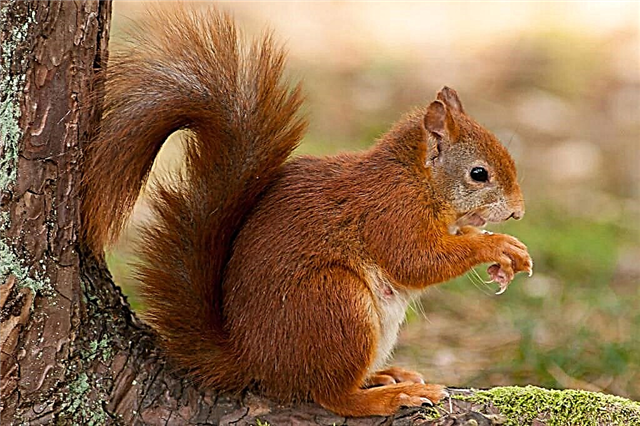 Squirrel Pupa