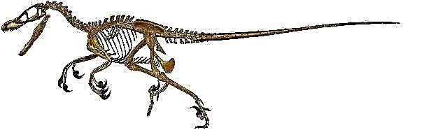 Velociraptor ዳይኖሰር