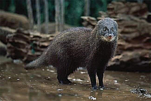 Swamp mongoose - prediktor ng waterfowl
