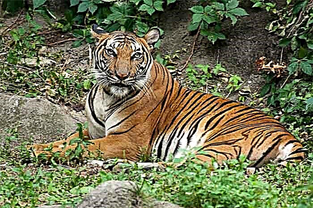 Malay Tiger - déi klengst ënner Bridder