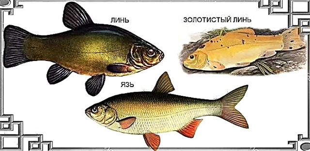 The Mysterious Lin Fish: nola aitortu, harrapatu eta egosi