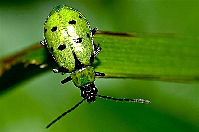 Bakit nakuha ng mga beetle ang ating planeta