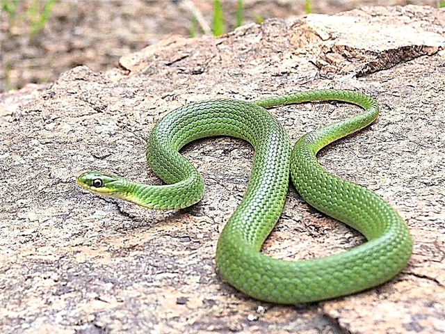 Glatka travnata: opis male zmije