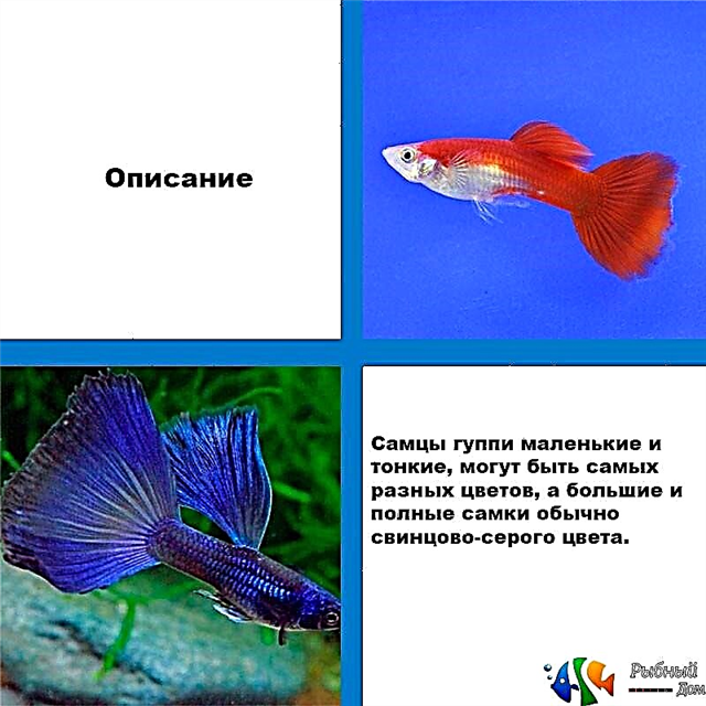 Aquarium guppies - အစပြုသူများအတွက်အကောင်းဆုံးငါး
