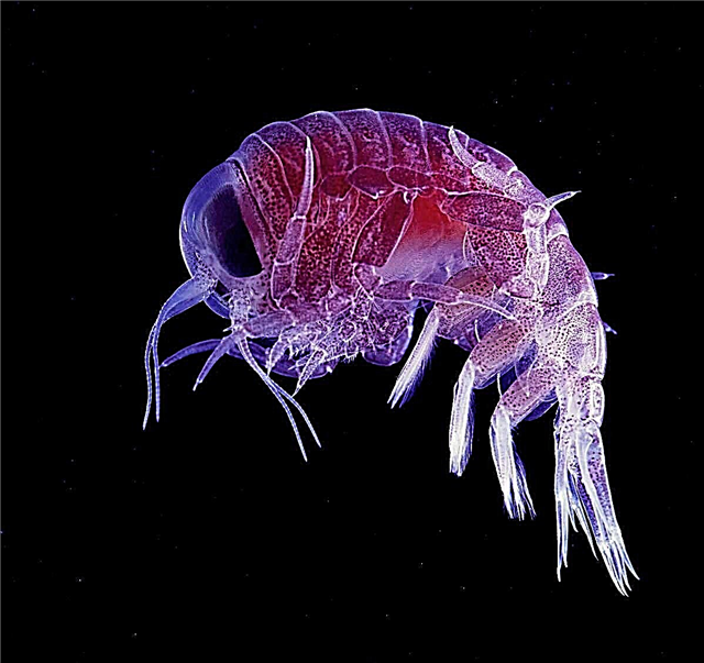 I-Amphipod crustacean