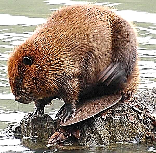 សត្វ Beaver