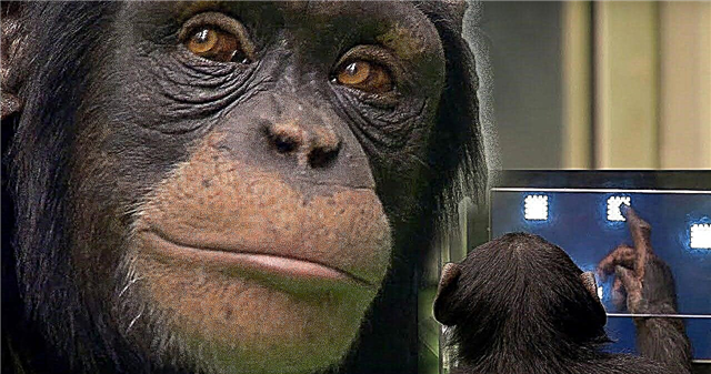 Научниците открија зошто лицето не изгледа како лице на шимпанзо