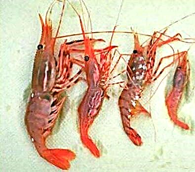 I-Tar Shrimp: incazelo, amaqiniso athakazelisayo, inani labantu