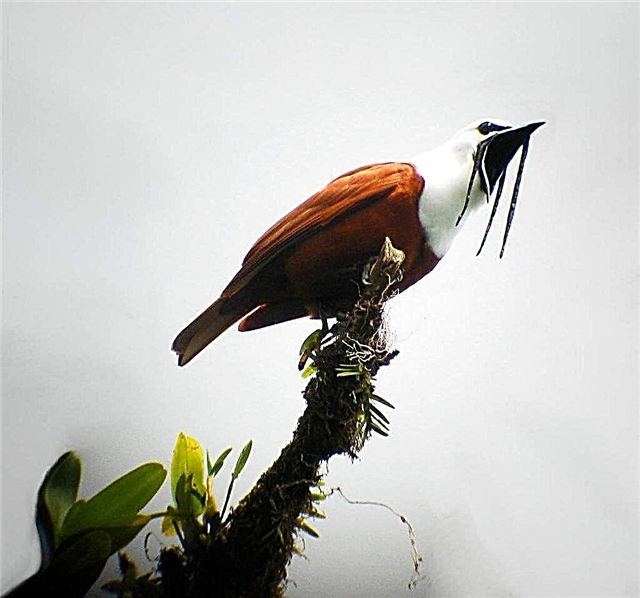 Ptero Double - Faalua Igoa Bird Bird 'Upega Tafaʻilagi