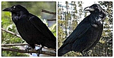 Aprender a distinguir entre corvidos: corvo e corvo