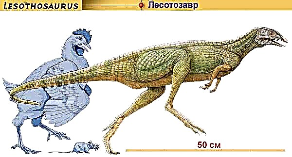 Қарапайым динозаврлар - Лесотосавр