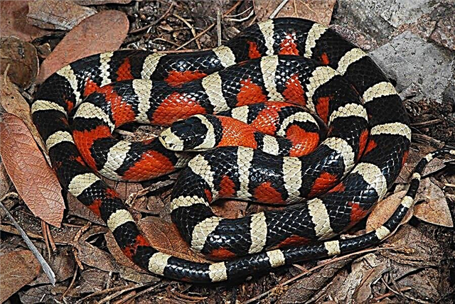 Kalifornijska kraljevska zmija (Lampropeltis getulus californiae)