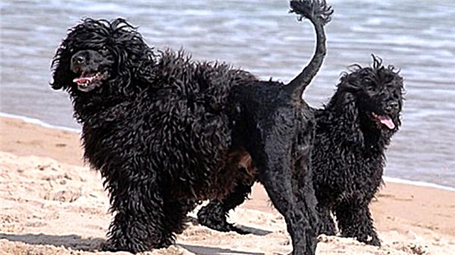 Прекрасная и редкая - Португальская водяная собака
