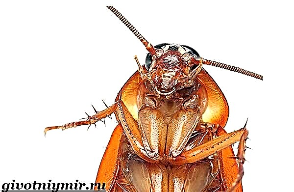 Cockroaches prusaki