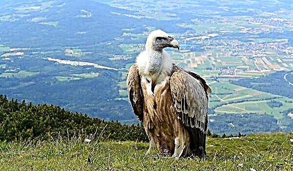 Vulture Bird (Vulture)