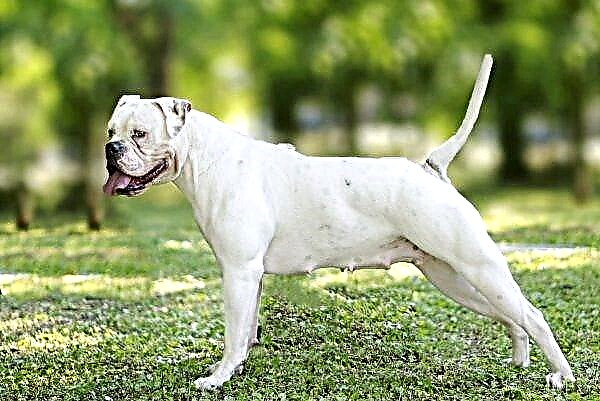 American Bulldog: isang matapat na kaibigan sa canine guise